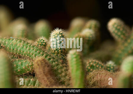 Close up of green cactus cactus sur fond flou Banque D'Images