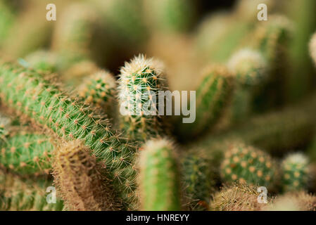 Groupe de cactus vert macro sur arrière-plan flou Banque D'Images