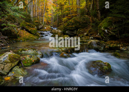 Coloful comme par magie de l'automne dans une vieille forêt sauvage parc avec une cascade d'eau pure de la montagne. Banque D'Images