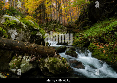 Coloful comme par magie de l'automne dans une vieille forêt sauvage parc avec une cascade d'eau pure de la montagne. Banque D'Images