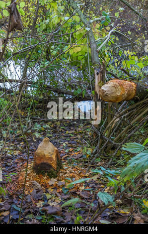 Trace nutritionnel par un castor qui a mangé dans cette arborescence. Banque D'Images