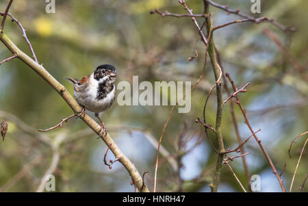 Mâle adulte Reed Bunting perché sur une branche. Banque D'Images