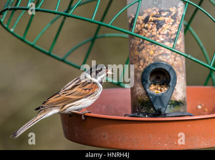 Mâle adulte Reed Bunting perché sur une mangeoire pour oiseaux graines alimentaires Banque D'Images