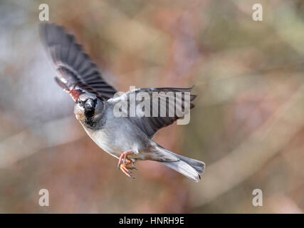 Moineau domestique mâle adulte en vol Banque D'Images