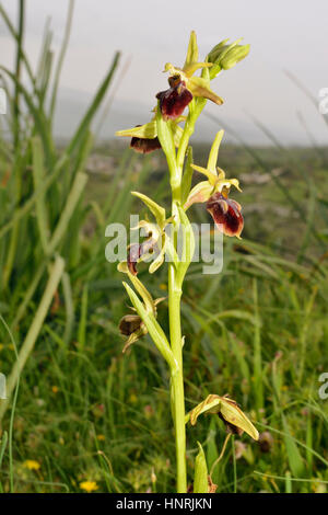 Ophrys morio Orchid Ensemble de l'usine à Meadow Banque D'Images