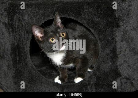 Smoking noir et blanc chaton atteint un sommet sur un tapis noir cat house. Tuxedo - les chats ne sont pas une race mais une couleur tendance qui peut se produire dans presque n'importe quel ty Banque D'Images