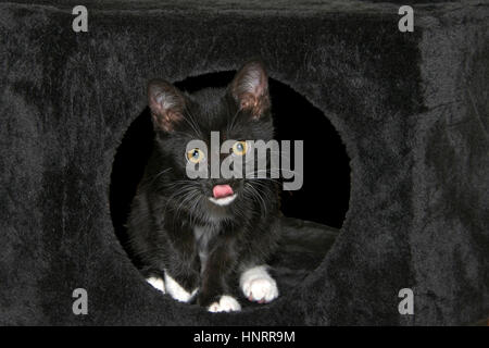 Smoking noir et blanc chaton atteint un sommet sur un tapis noir cat house. Tuxedo - les chats ne sont pas une race mais une couleur tendance qui peut se produire dans presque n'importe quel ty Banque D'Images