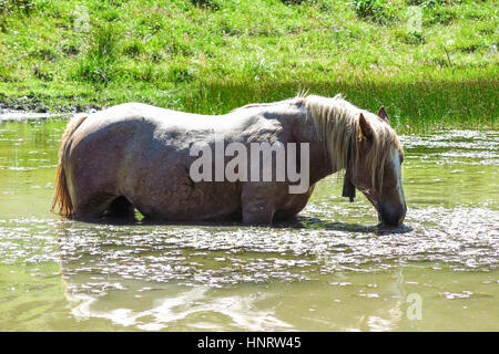 Un cheval blanc mange des algues dans un étang dans les Pyrénées Catalanes, en Espagne. La crête principale des Pyrénées forme un fossé entre la France et l'Espagne, avec les micros Banque D'Images