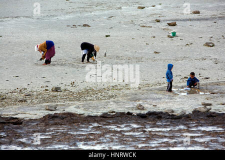 Tunisie.Djerba. Les femmes la collecte des mollusques dans Côte Ouest. Entre Ajim et Bordj Jillidj Banque D'Images