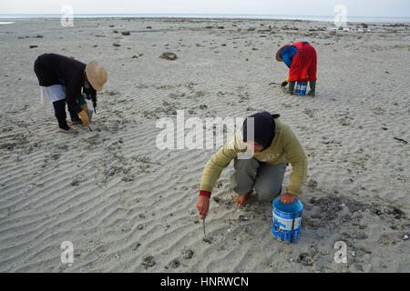 Tunisie.Djerba. Les femmes la collecte des mollusques dans Côte Ouest. Entre Ajim et Bordj Jillidj Banque D'Images