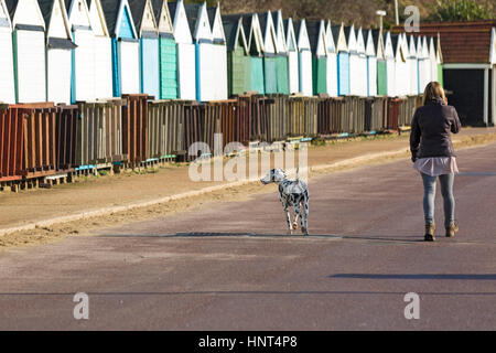 Bournemouth, Dorset, UK. 16 Février, 2017. Météo France : belle journée ensoleillée à la plage de Bournemouth, en tant que visiteurs, chef de la station pour profiter du soleil pour les petites vacances. Passerelles ! Spotty Dog dalmates propriétaire et profiter d'une promenade le long de la promenade cours des cabines de plage. Credit : Carolyn Jenkins/Alamy Live News Banque D'Images