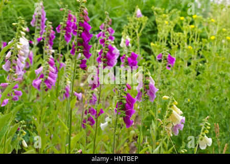 Fingerhut Blumen - les fleurs violettes digitale commune en été Banque D'Images