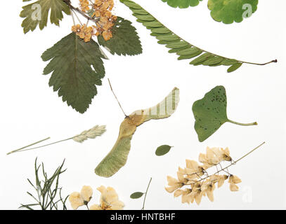 Composition abstraite faite de fleurs pressées à sec et les feuilles sur fond blanc Banque D'Images