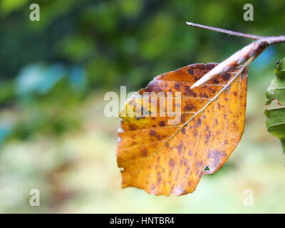 Vue rapprochée de l'automne les feuilles Banque D'Images