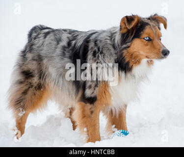 3-couleurs superbes blue eyed Australian Shepard Shepherd Aussie chien la neige Banque D'Images