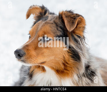 3-couleurs superbes yeux bleus aux yeux bleus Australian Shepard Shepherd Aussie dog portrait portrait vue 3/4 Banque D'Images