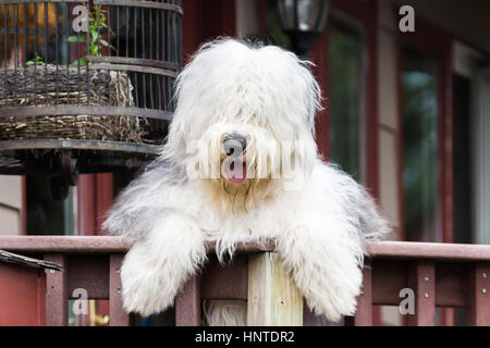 Old English Sheepdog debout avec pattes avant sur le pont rail de l'accueil des visiteurs Banque D'Images