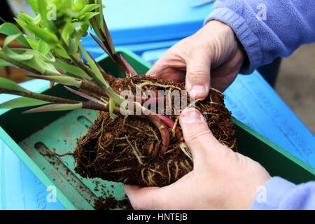 Germination de séparation ou de bulbes de Lis Lilium Oriental avant de planter dans le sol Banque D'Images