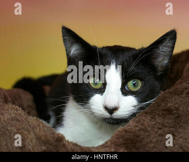 Chaton noir et blanc tabby aux yeux verts anxieux avec un pic d'un brown lit avec fond texturé rose et jaune. Les yeux vert jaune Banque D'Images