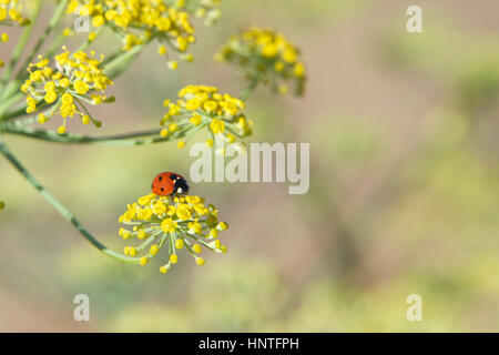 Coccinelle sur fleurs jaunes, généralement considérés comme des insectes utiles, de nombreuses espèces se nourrissent d'homopterans herbivores comme les pucerons ou les cochenilles Banque D'Images