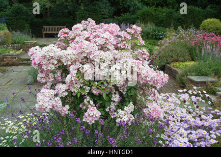 Ballerine rose standard dans un jardin Banque D'Images