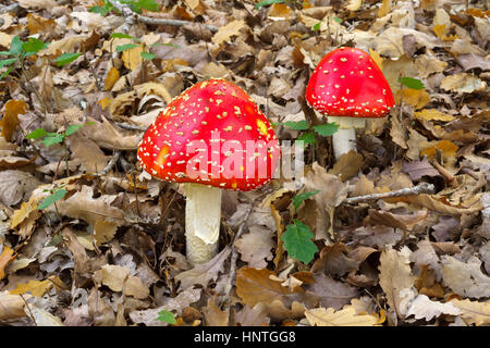 Agaric fly en forêt, Adélaïde, Australie du Sud, Australie. Banque D'Images