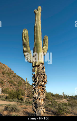 Saguaro Cactus mourant endommagé Banque D'Images