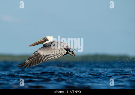 Un adulte Pélican brun vole bas au-dessus de l'eau avec ses ailes étirés vers l'avant et une touche sur une journée ensoleillée. Banque D'Images