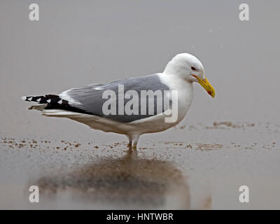 Caspian gull adultes debout dans l'eau Banque D'Images