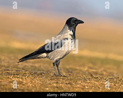 Hooded crow debout Banque D'Images