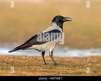 Hooded crow debout Banque D'Images