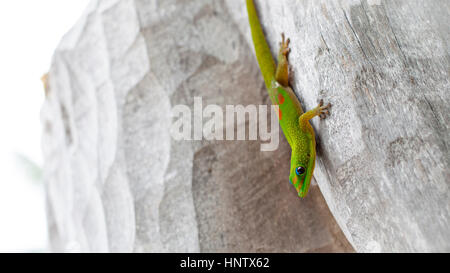 Un gecko entre dans une trame statue d'Hawaii Banque D'Images