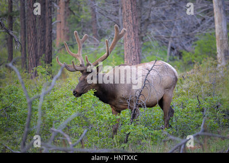 Elk mâles sauvages dans le Parc National du Grand Canyon Banque D'Images