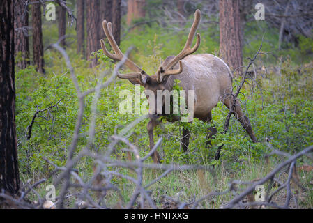 Elk mâles sauvages dans le Parc National du Grand Canyon Banque D'Images