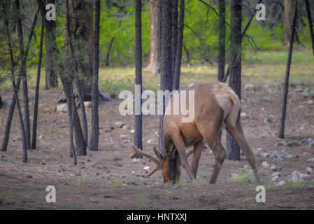 Elk mâles sauvages dans le Parc National du Grand Canyon Banque D'Images