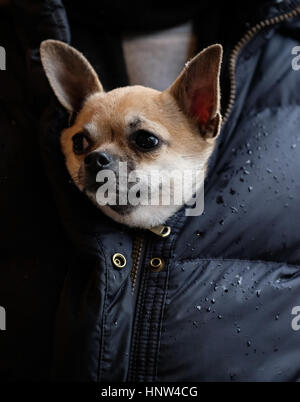 Chihuahua chien miniature à l'intérieur d'un manteau de la jeune femme pour garder au chaud sur une journée en hivers Montmartre, Paris. Banque D'Images