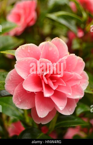 Fleur de camélia rose en pleine floraison avec des gouttes de pluie sur ses pétales Banque D'Images