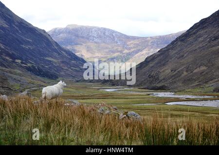 Lone moutons looking out at glen écossais avec des montagnes et au-delà de la rivière Banque D'Images