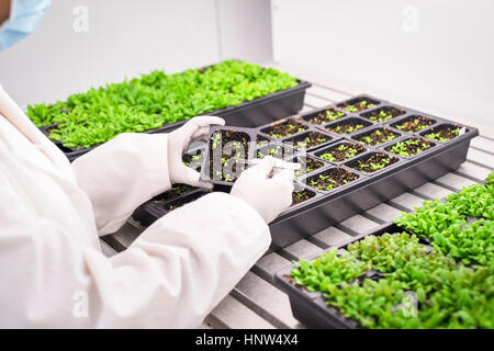Asian scientist examining plants in laboratory Banque D'Images
