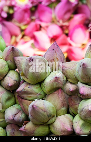 Close up de fleurs de lotus Banque D'Images