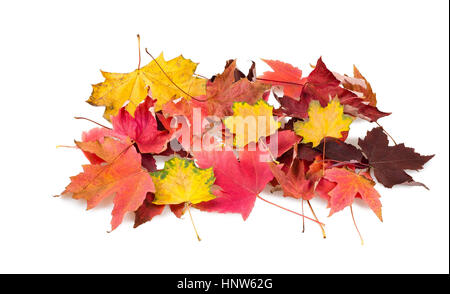 Des feuilles sèches d'érable isolated on white Banque D'Images