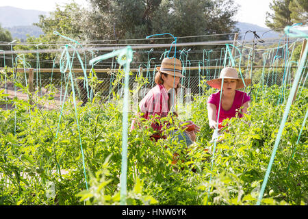 Deux jeunes femmes jardiniers tendant les plants de tomates sur une ferme biologique Banque D'Images
