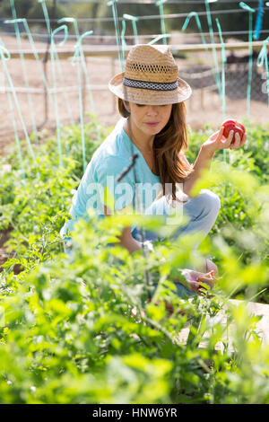 Les jeunes plants de tomates sur tendance jardinier ferme biologique Banque D'Images