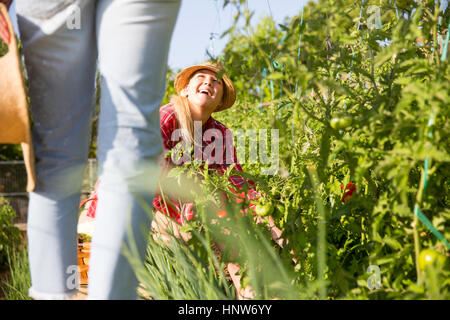 Deux jeunes femmes jardiniers tendant les plants de tomates sur une ferme biologique Banque D'Images