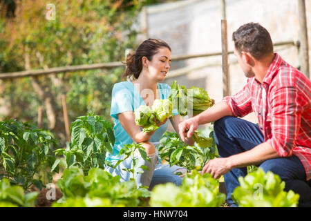 Cueillette de couple de laitue sur ferme bio Banque D'Images