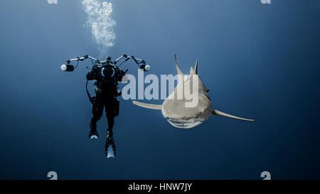 Plongée sous-marine nager avec le requin, vue sous-marine Banque D'Images