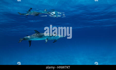 Les dauphins tachetés de l'Atlantique, vue sous-marine Banque D'Images