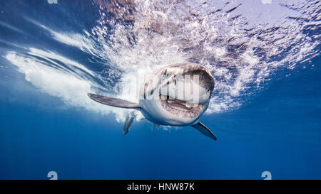 Le grand requin blanc, vue sous-marine, l'île de Guadalupe, Mexique Banque D'Images