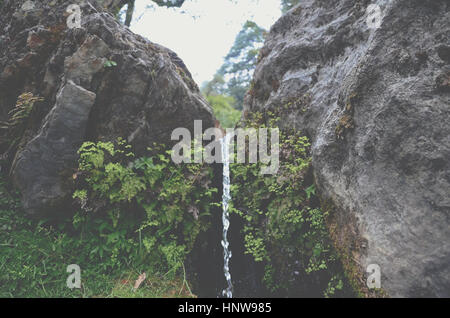 Flux d'eau douce par une croissance verte Banque D'Images