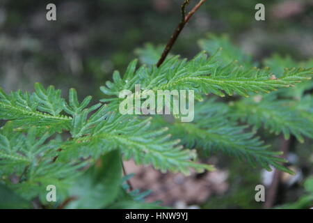 Une feuille est un organe d'une plante vasculaire et est le principal appendice latéral de la tige. Banque D'Images